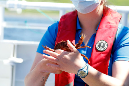 Woman in a medical mask holds a crab in her hands, close-up.のeditorial素材