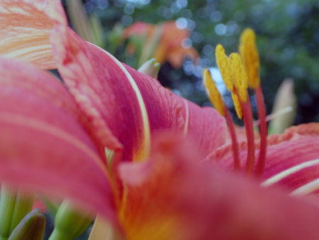 A daylily in springの写真素材