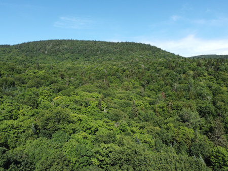 aerial view of a forest in summerの写真素材