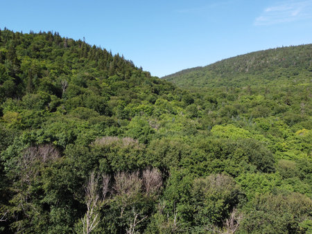view of a forest in the mountainの写真素材