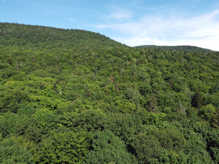 aerial view of a forest in summerの写真素材