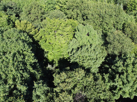 aerial view of a forest in summerの写真素材