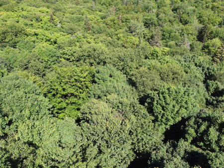aerial view of a forest in summerの写真素材