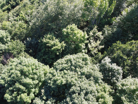aerial view of a forest in summerの写真素材