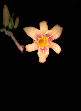 A daylily in springの写真素材