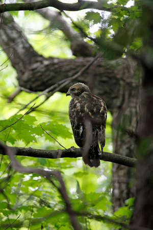 Red-shouldered Hawk perched on a branchの写真素材