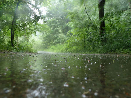 rainy day in the forestの写真素材