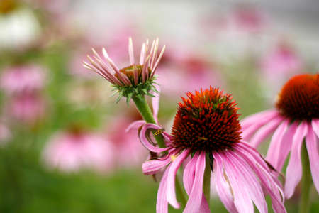 flowers during the summerの写真素材