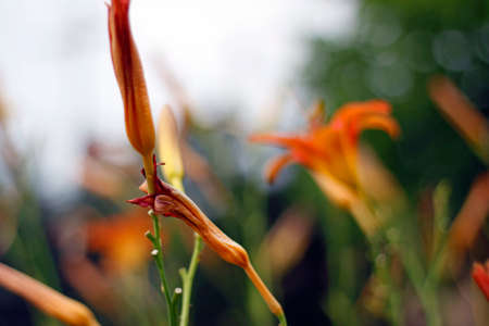 Daylily in summerの写真素材