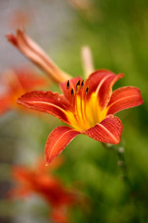 Daylily in summerの写真素材