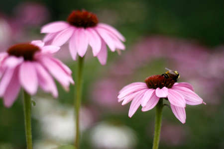 flowers during the summerの写真素材