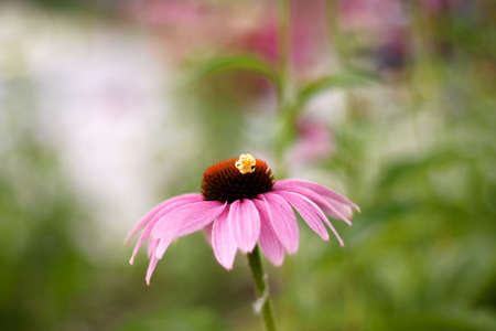 flowers during the summerの写真素材