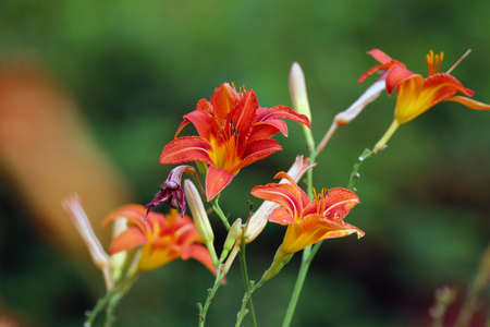 Daylily in summerの写真素材