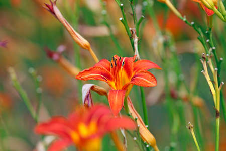 Daylily in summerの写真素材
