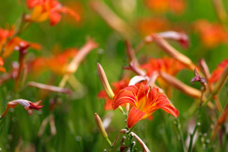 Daylily in summerの写真素材