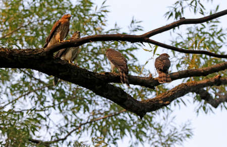 An immature Cooper's Hawk on a branch in the forestの写真素材