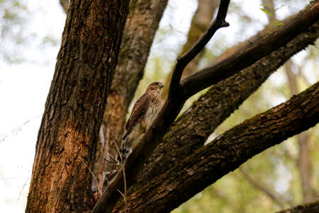 An immature Cooper's Hawk on a branch in the forestの写真素材