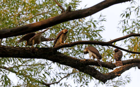 An immature Cooper's Hawk on a branch in the forestの写真素材