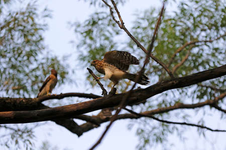 An immature Cooper's Hawk on a branch in the forestの写真素材