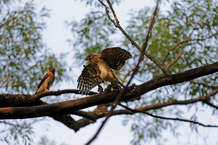 An immature Cooper's Hawk on a branch in the forestの写真素材