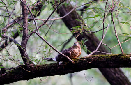 An immature Cooper's Hawk on a branch in the forestの写真素材