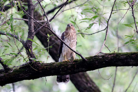 An immature Cooper's Hawk on a branch in the forestの写真素材