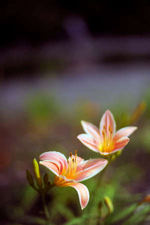 Daylily in a park in summerの写真素材