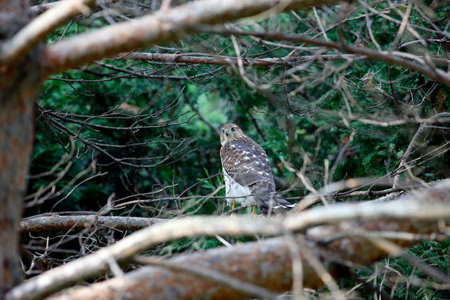 Cooper's hawk in the forestの写真素材