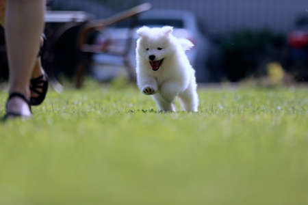 a puppy of Samoyed breed outdoorsの写真素材