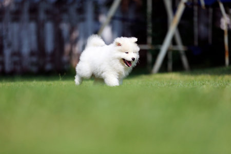 a puppy of Samoyed breed outdoorsの写真素材