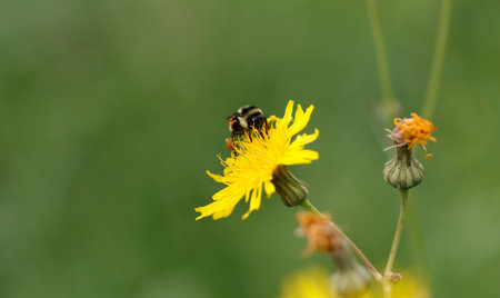 Pollination of a wild flower