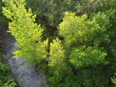 aerial view of a river in a forestの写真素材