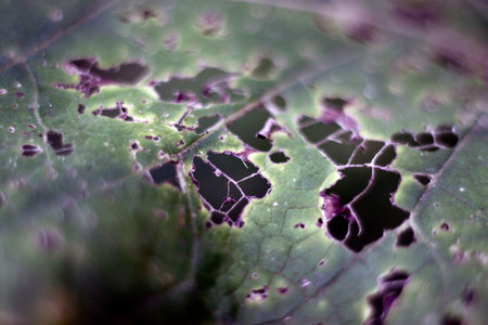 leaf of a tree eaten by insects