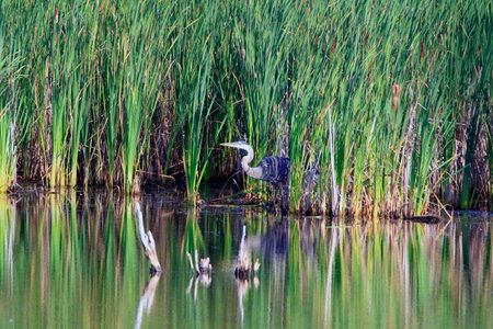 A Great Blue Heron on a lake