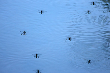 A group of ants on the surface of the water. A flock of ants in the water.の写真素材