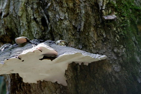 wild mushroom in the forest