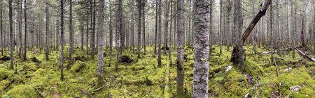 The boreal forest in autumn