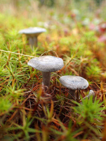 wild mushrooms in the boreal forestの写真素材