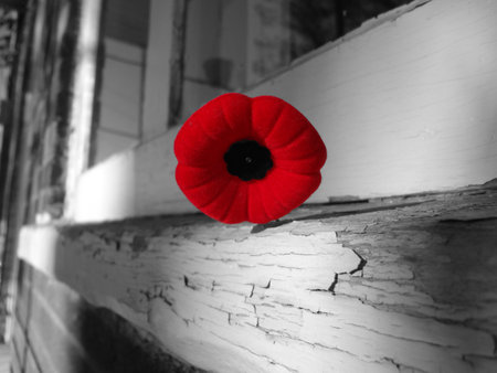 a poppy for the remembrance day of November 11の写真素材