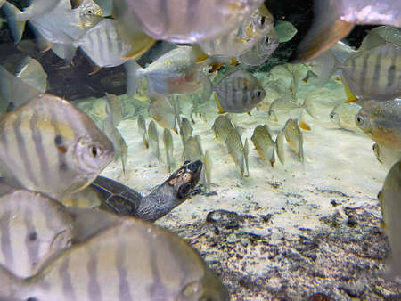 a sea turtle and fish in an aquariumの写真素材