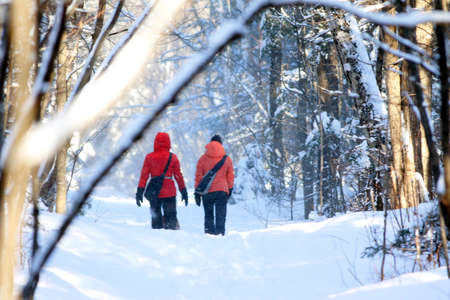 a walk in the forest in winterの写真素材