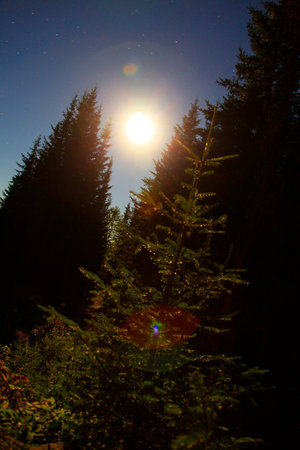 a starry sky in the boreal forestの写真素材