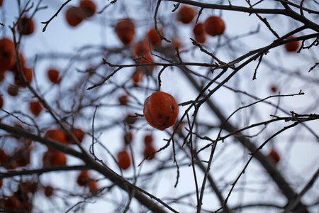 Ripe persimmon on the branches of a tree in winter