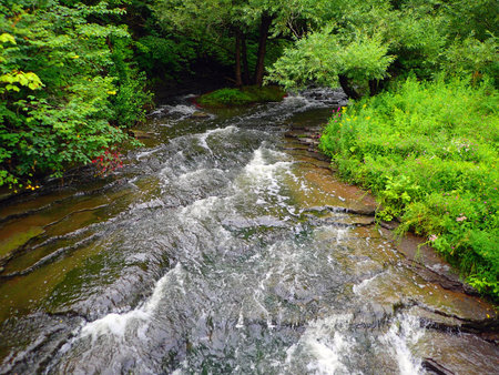 a river in the forest in summer