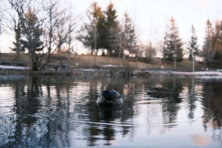 mallard duck on a lakeの写真素材