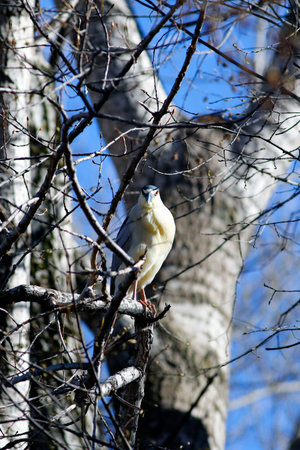 Black-crowned night heron on a tree branch