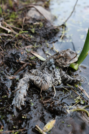 dead common toad (Bufo bufo) in a swamp