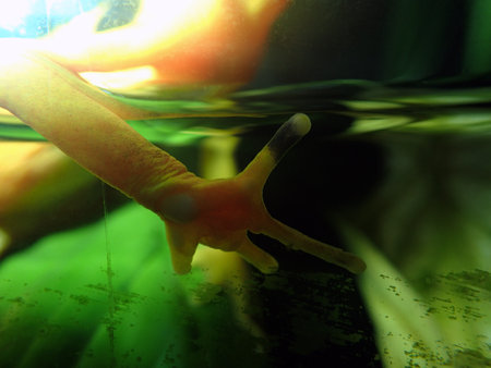 A close-up of an amphibian leg in an underwater aquariumの写真素材