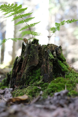 the trunk of a tree in the forestの写真素材
