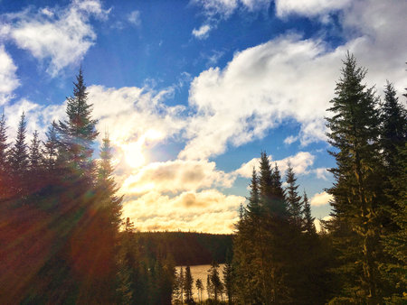 sunset behind the trees in the forest